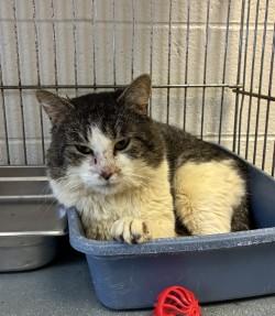 Dawson, a ADOPTABLE Domestic Short Hair in King George, VA image 3/4