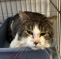 Dawson, a ADOPTABLE Domestic Short Hair in King George, VA image 4/4