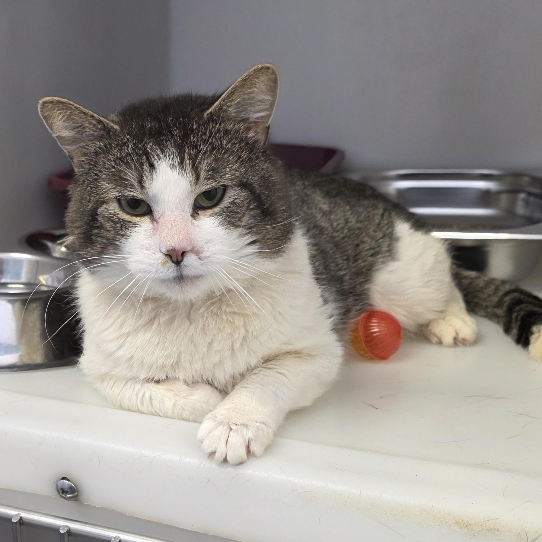 Dawson, a ADOPTABLE Domestic Short Hair in King George, VA image 1/4