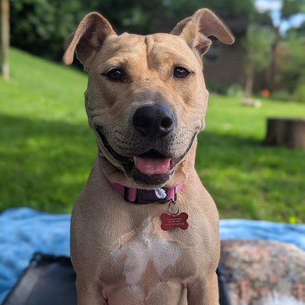 Marina, Adoptable, Young Female Yellow Labrador Retriever & Mixed Breed.