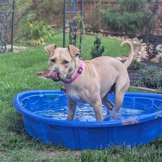 Enlarge Marina, a Adoptable mixed breed in East Saint Louis, IL image 3/6