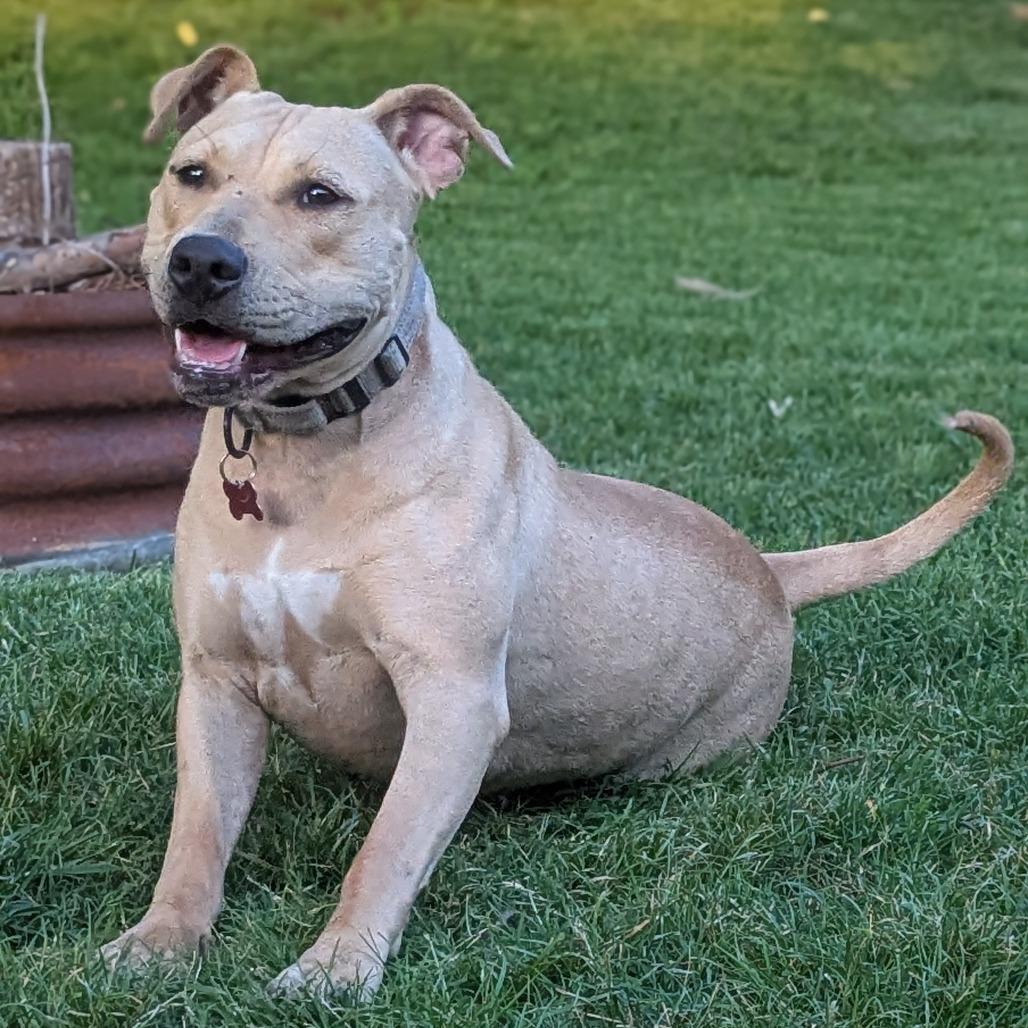 Enlarge Marina, a Adoptable mixed breed in East Saint Louis, IL image 4/6