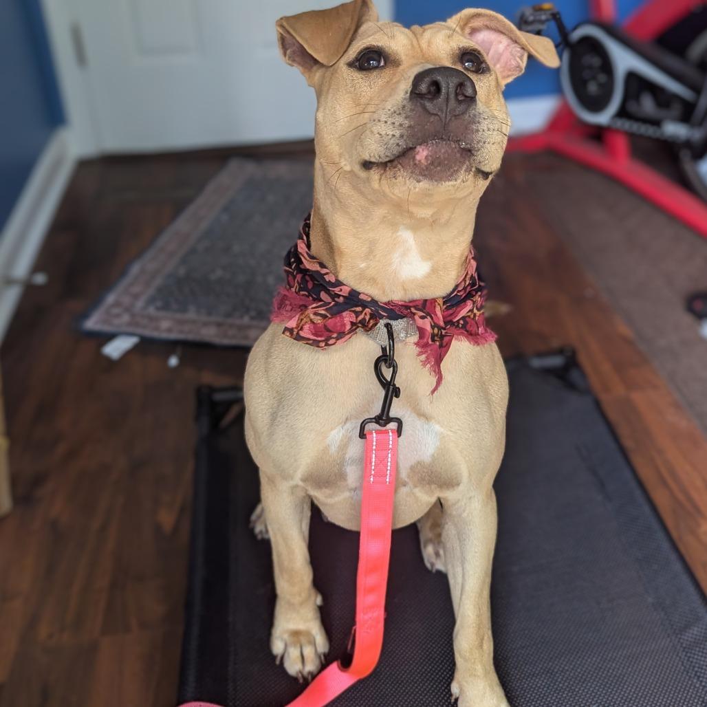Enlarge Marina, a Adoptable mixed breed in East Saint Louis, IL image 5/6