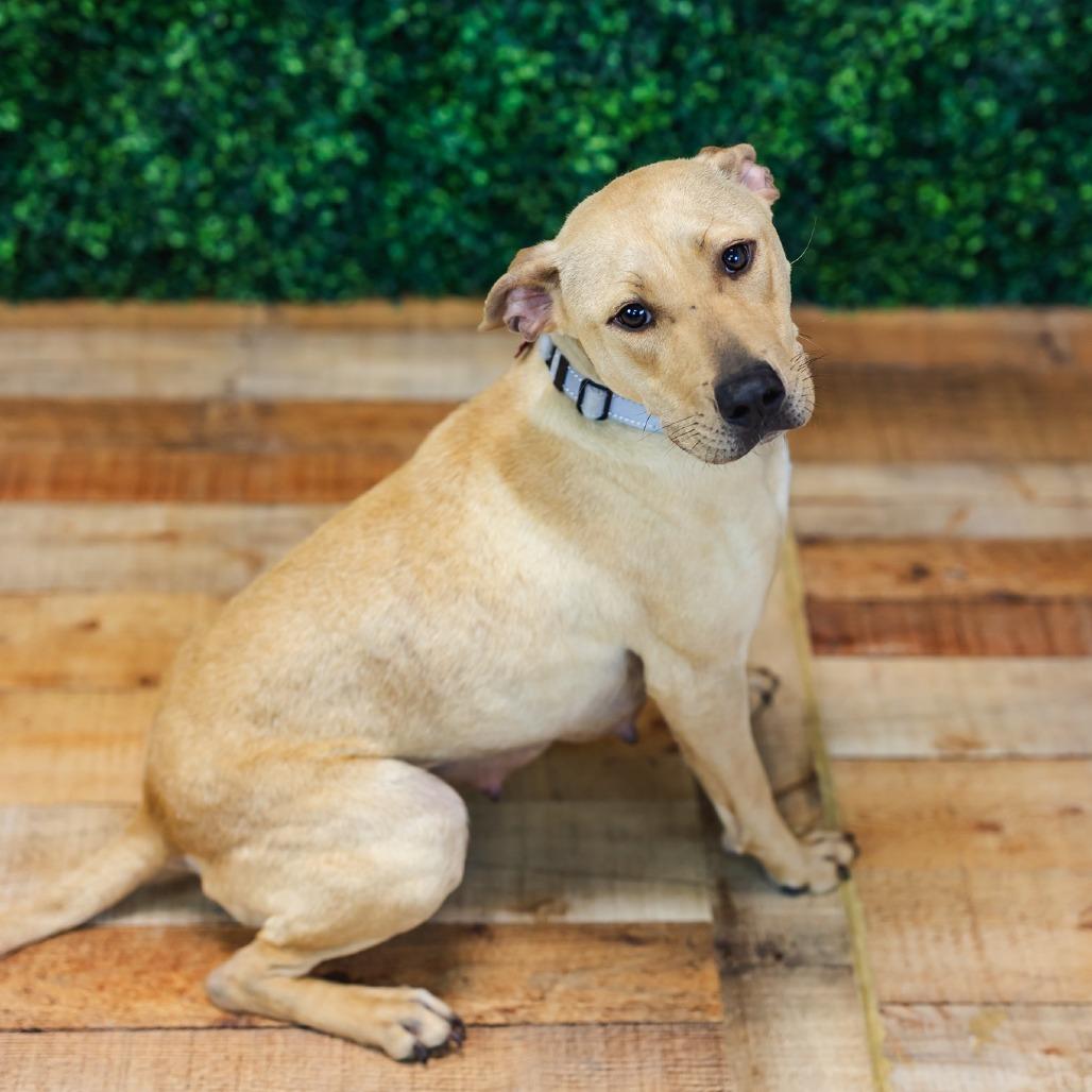 Enlarge Marina, a Adoptable mixed breed in East Saint Louis, IL image 6/6