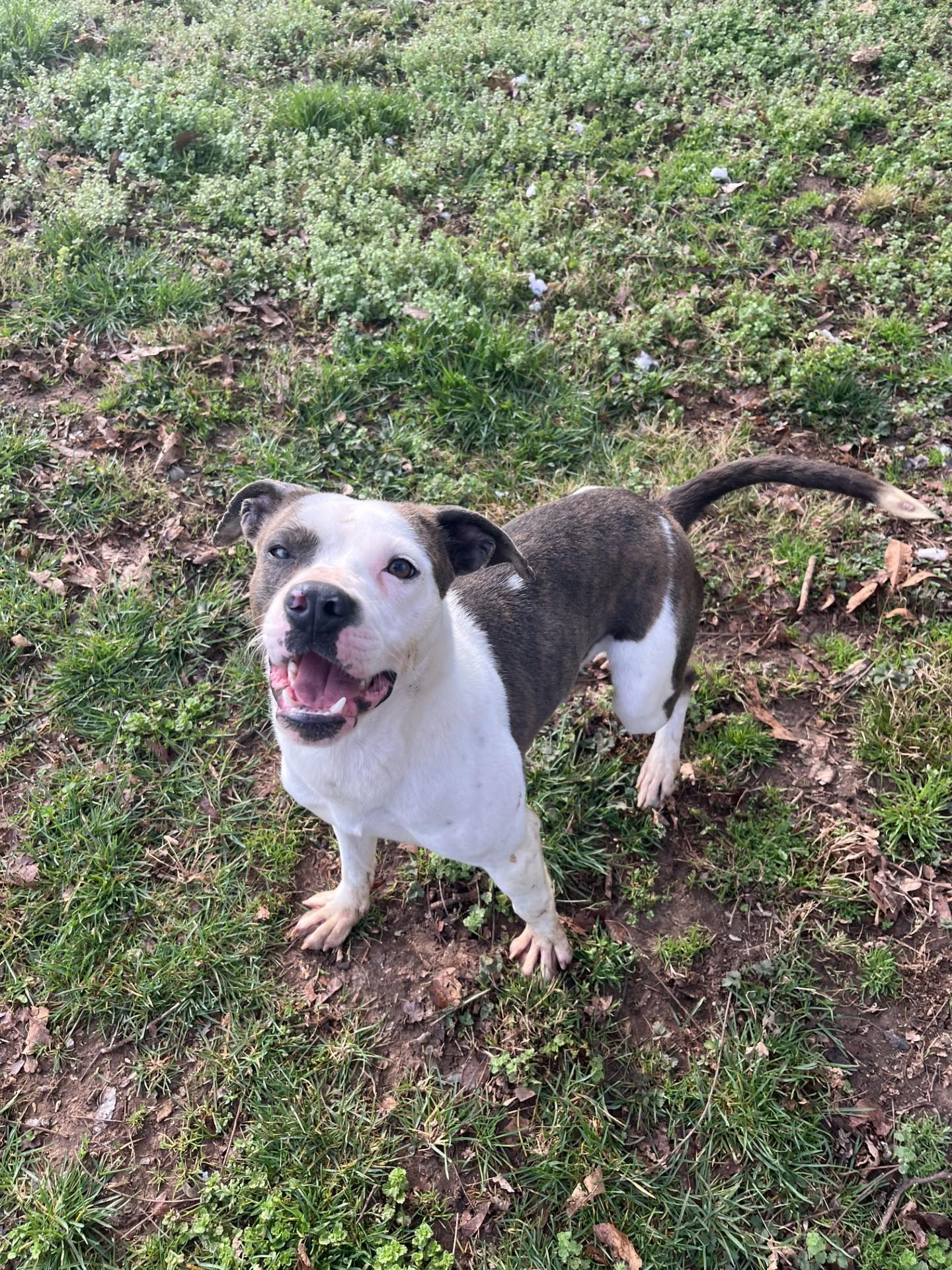 Roko, Adoptable, Young Male Pit Bull Terrier.
