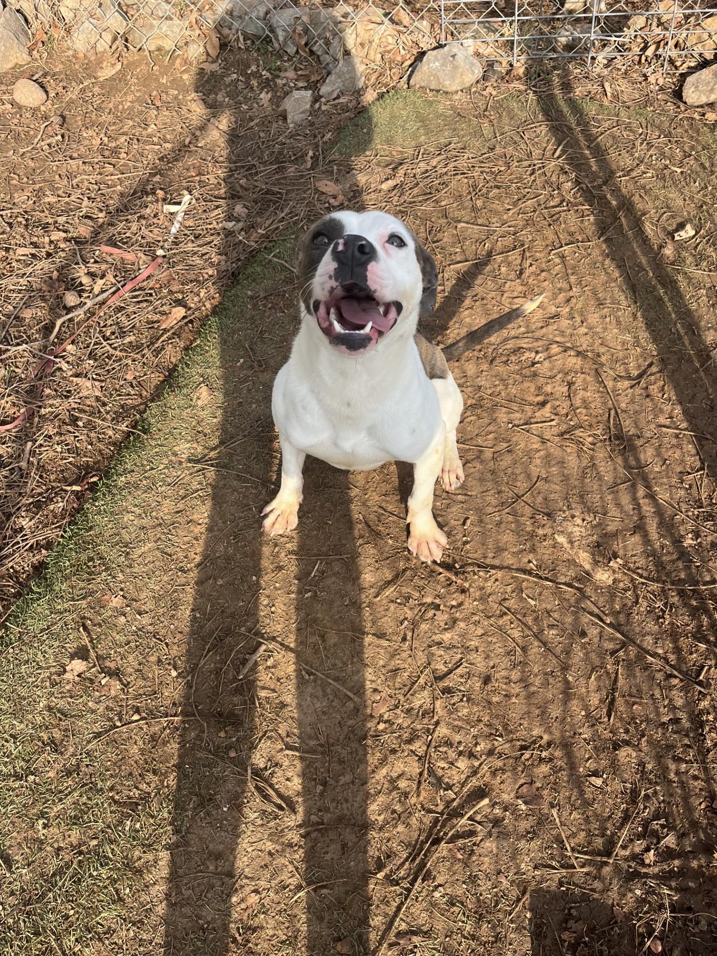 Enlarge Roko, a Adoptable Pit Bull Terrier in Loudon, TN image 2/4