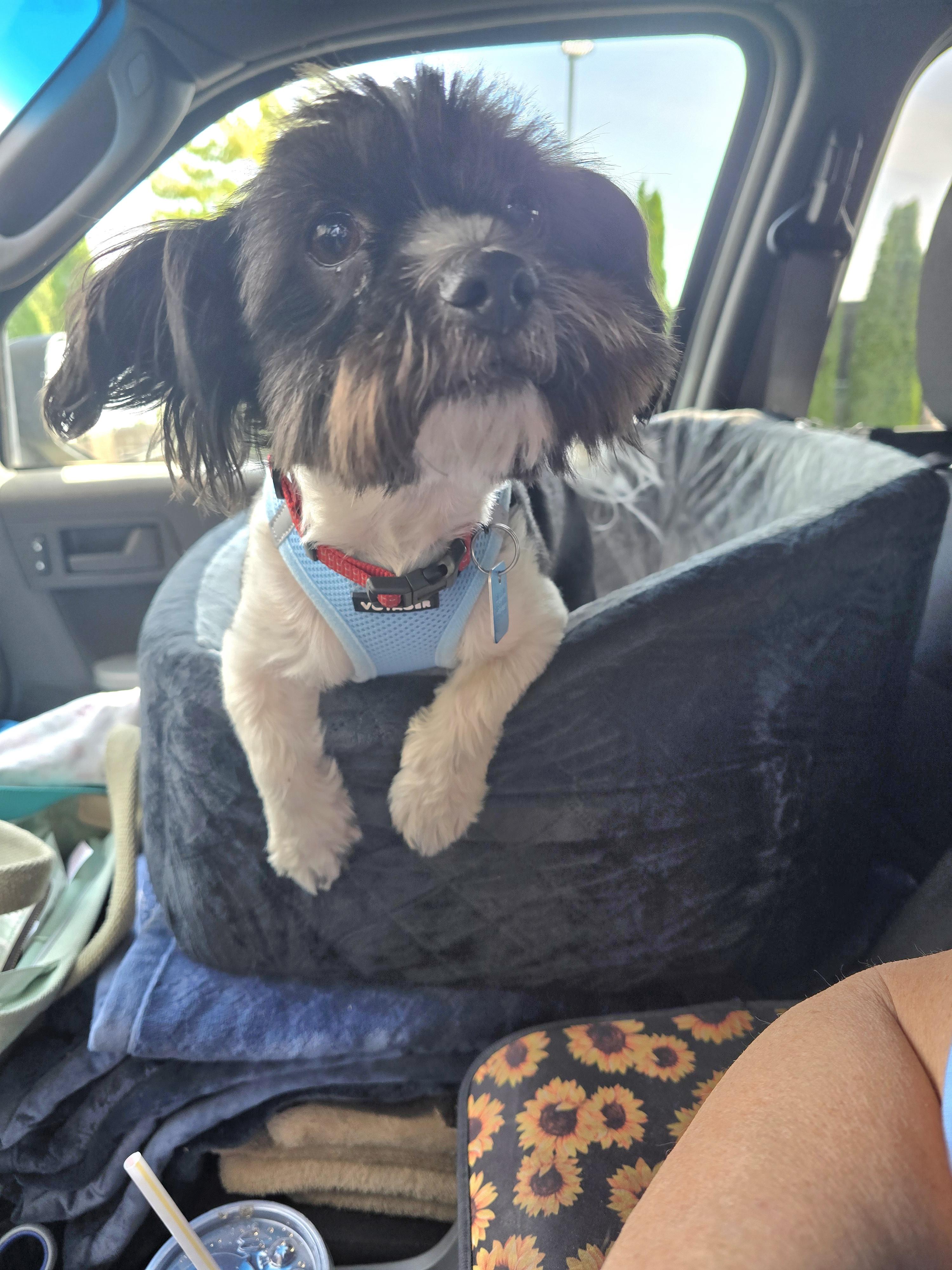 Oreo, an adoptable mixed breed in Maumee, OH image 1/4