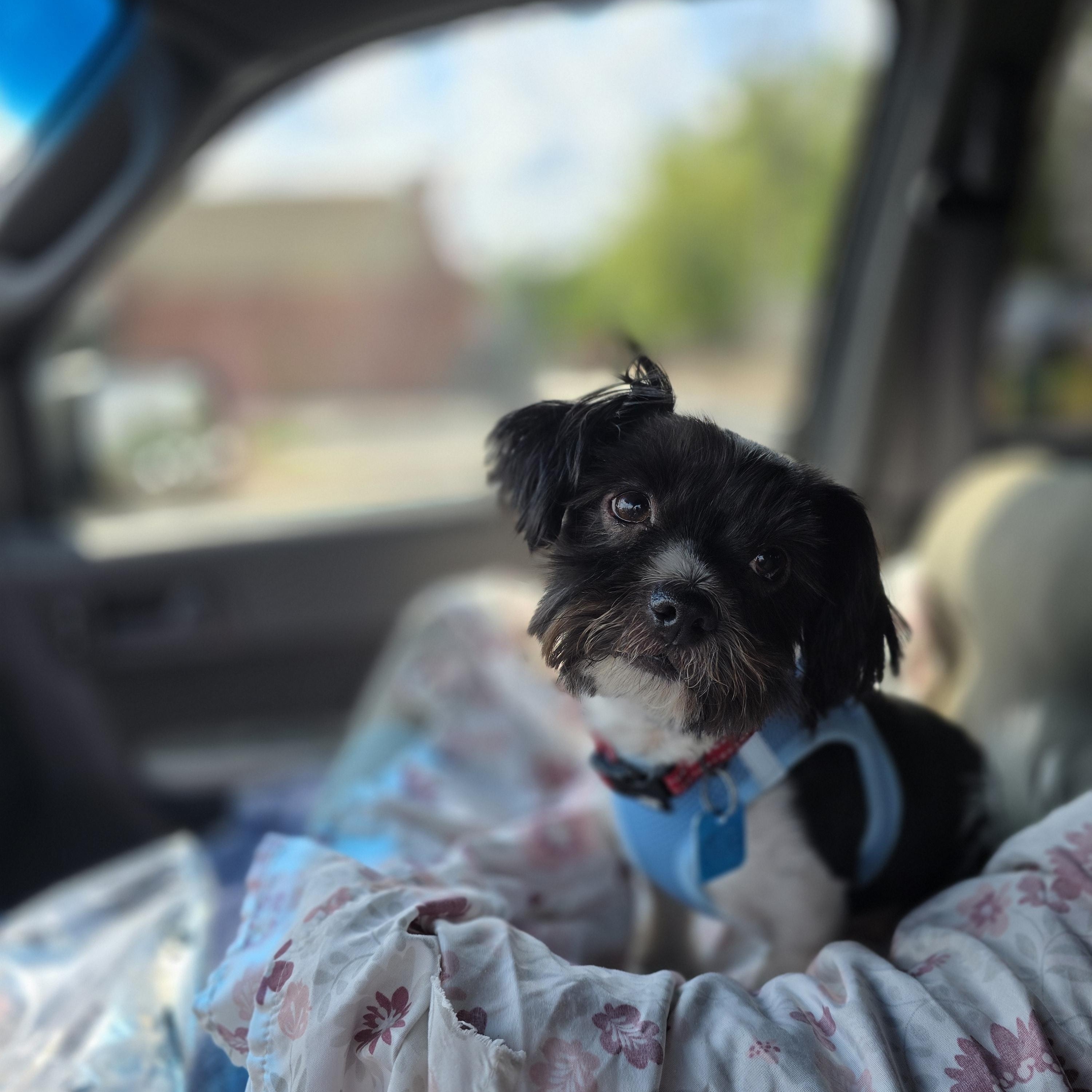 Oreo, an adoptable mixed breed in Maumee, OH image 2/4