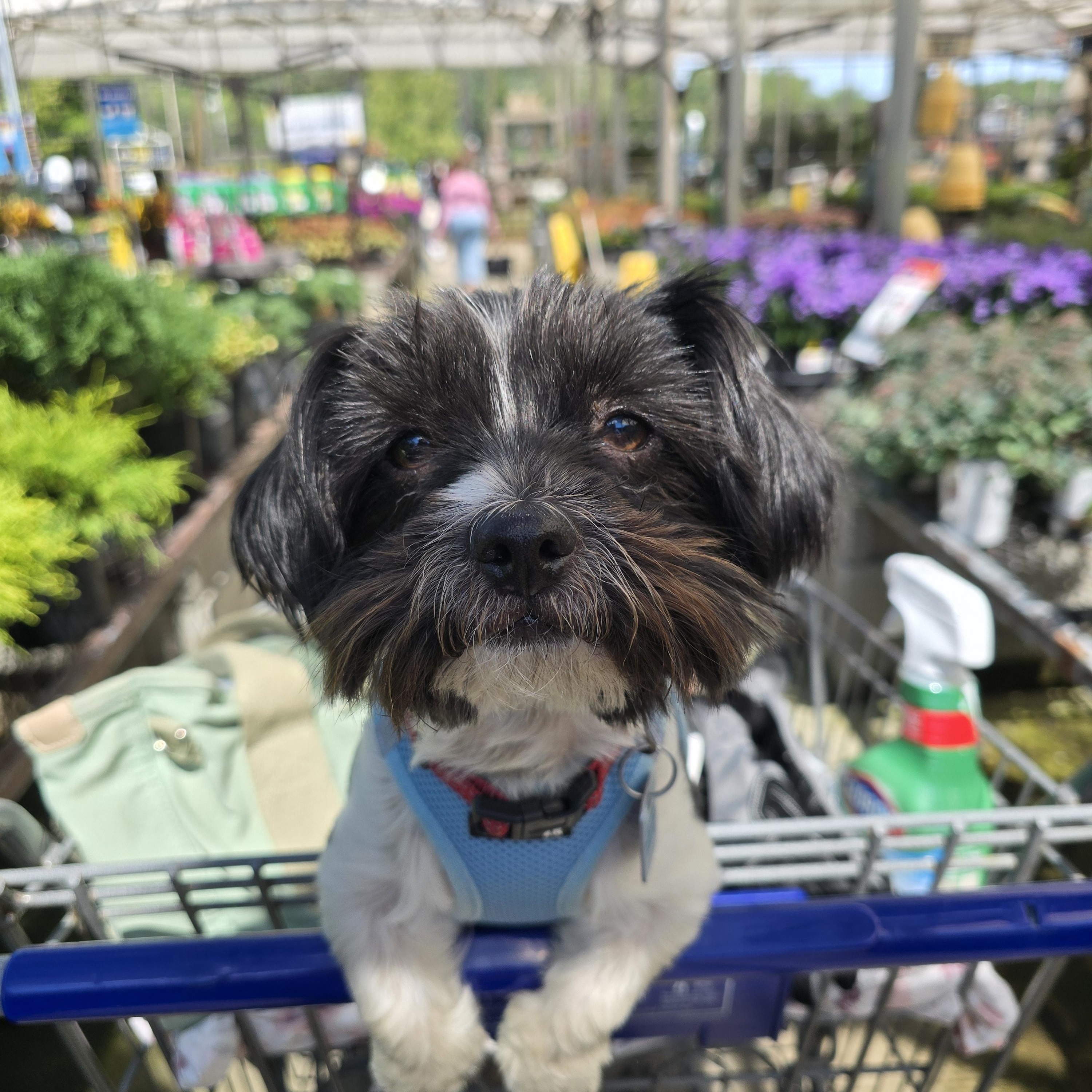 Oreo, an adoptable mixed breed in Maumee, OH image 3/4