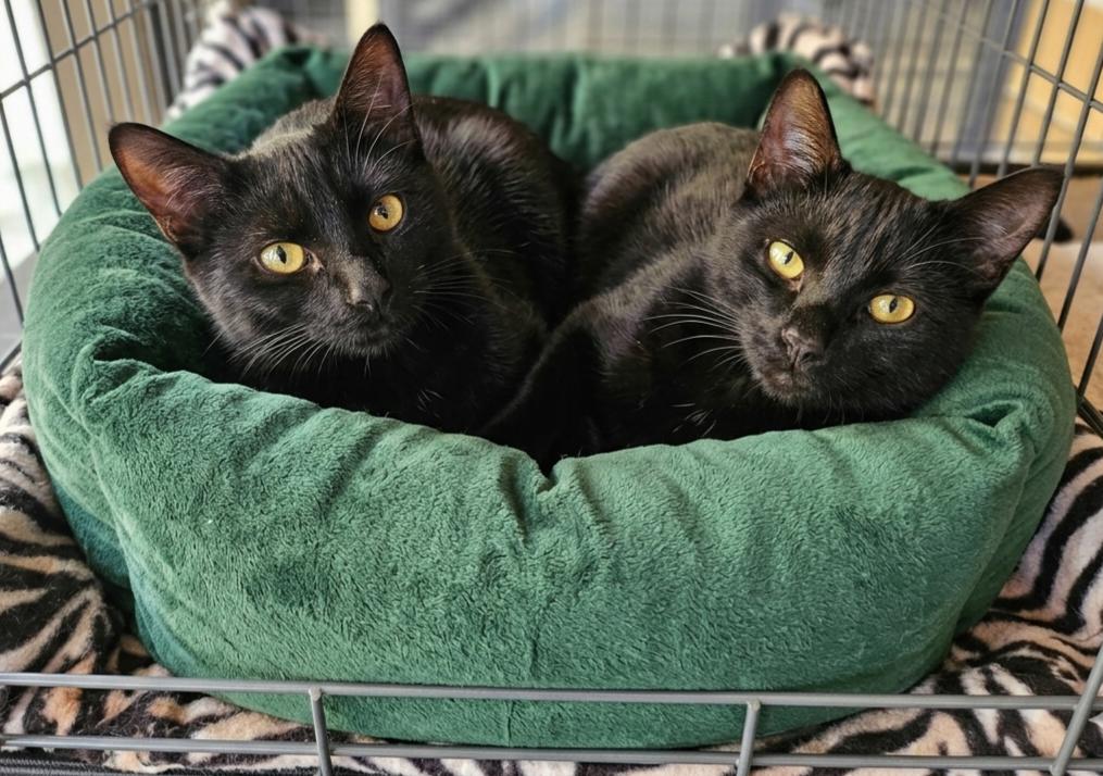Finn, a Adoptable Domestic Short Hair in Huddleston, VA image 2/3