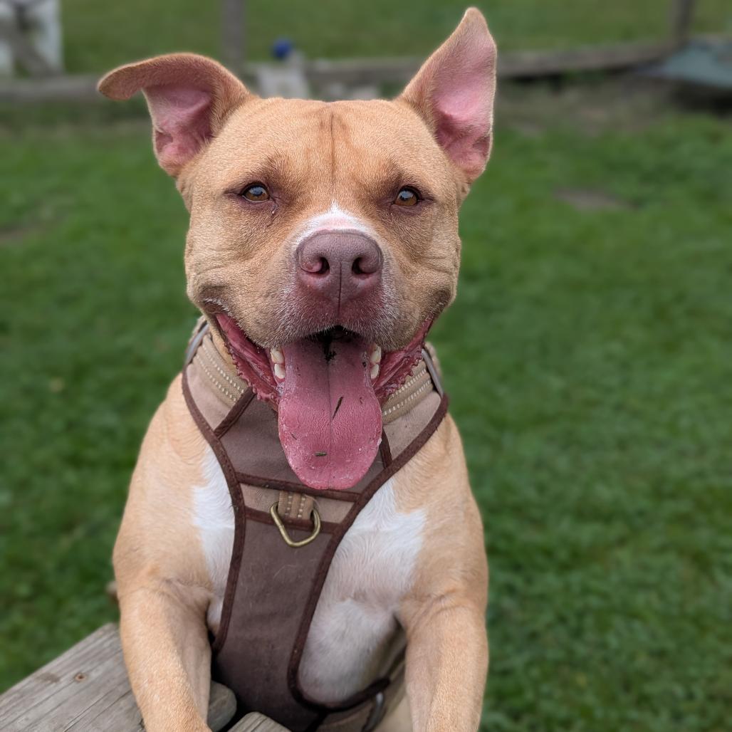 Enlarge BamBam, a Adoptable mixed breed in Ashtabula, OH image 3/5