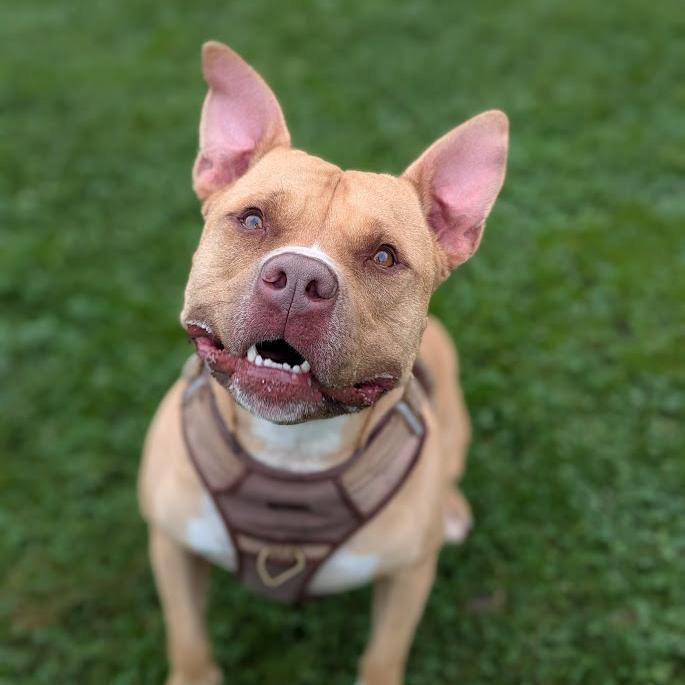 Enlarge BamBam, a Adoptable mixed breed in Ashtabula, OH image 4/5