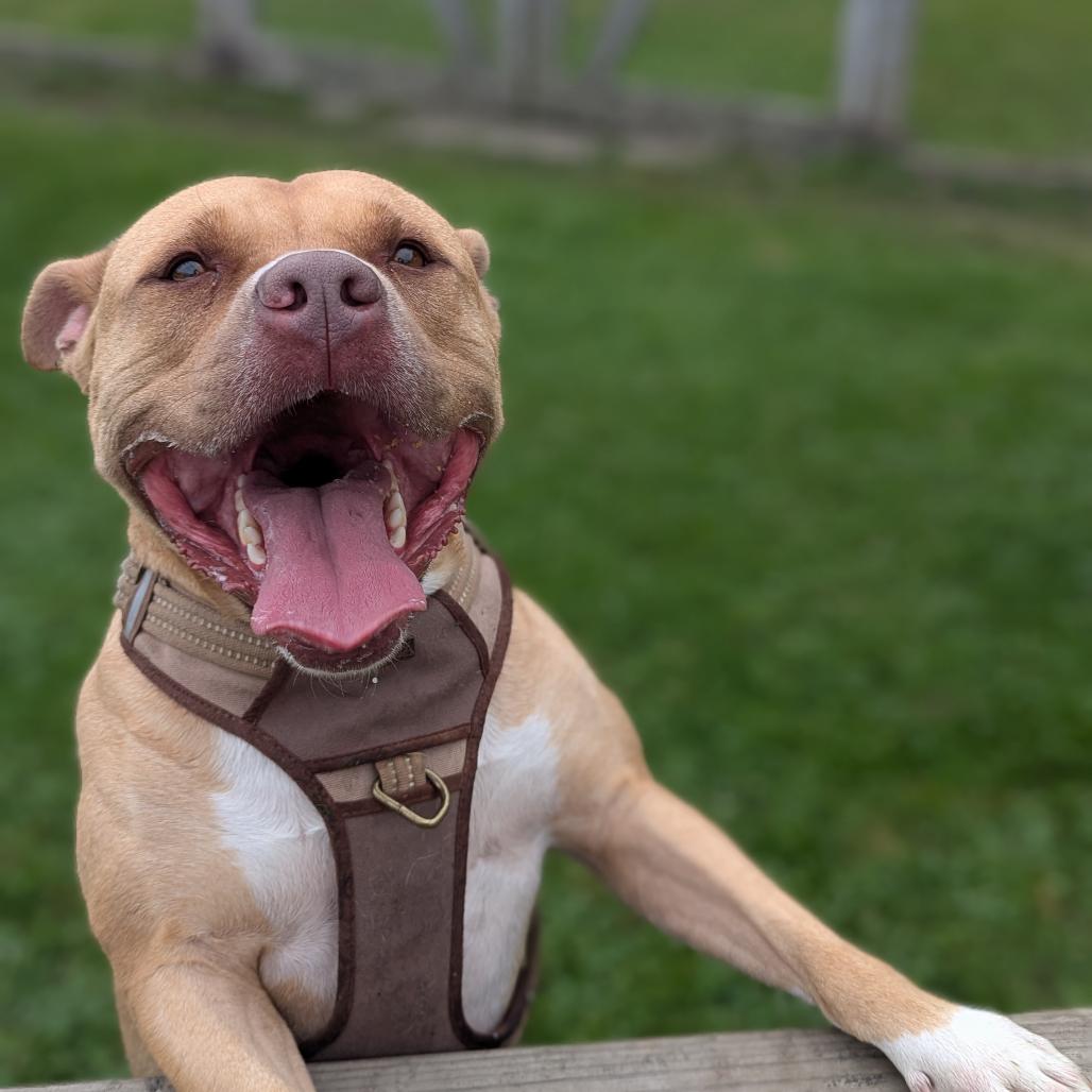 Enlarge BamBam, a Adoptable mixed breed in Ashtabula, OH image 5/5