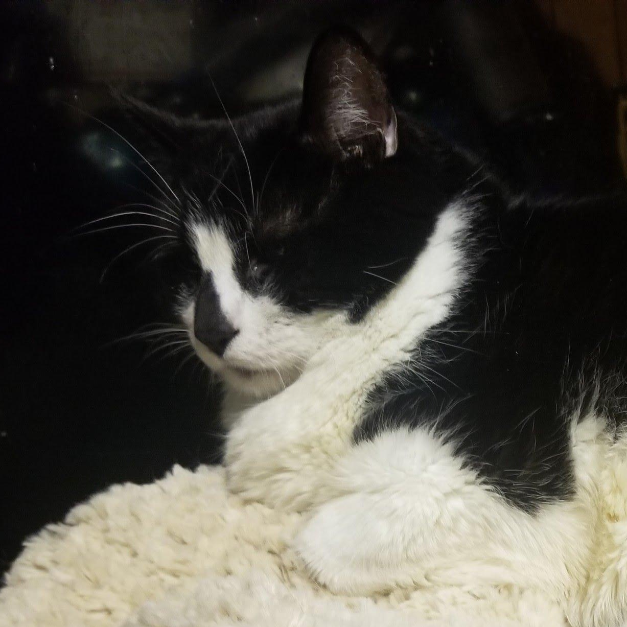 Stella & Axel - 11 Year old Cats looking for a New Home, a Adoptable Domestic Short Hair in Clifton, NJ image 2/2