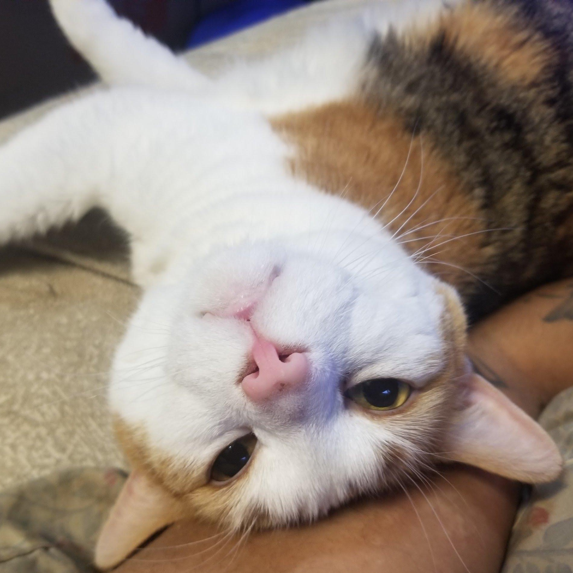 Stella & Axel - 11 Year old Cats looking for a New Home, Adoptable, Senior Male Domestic Short Hair.