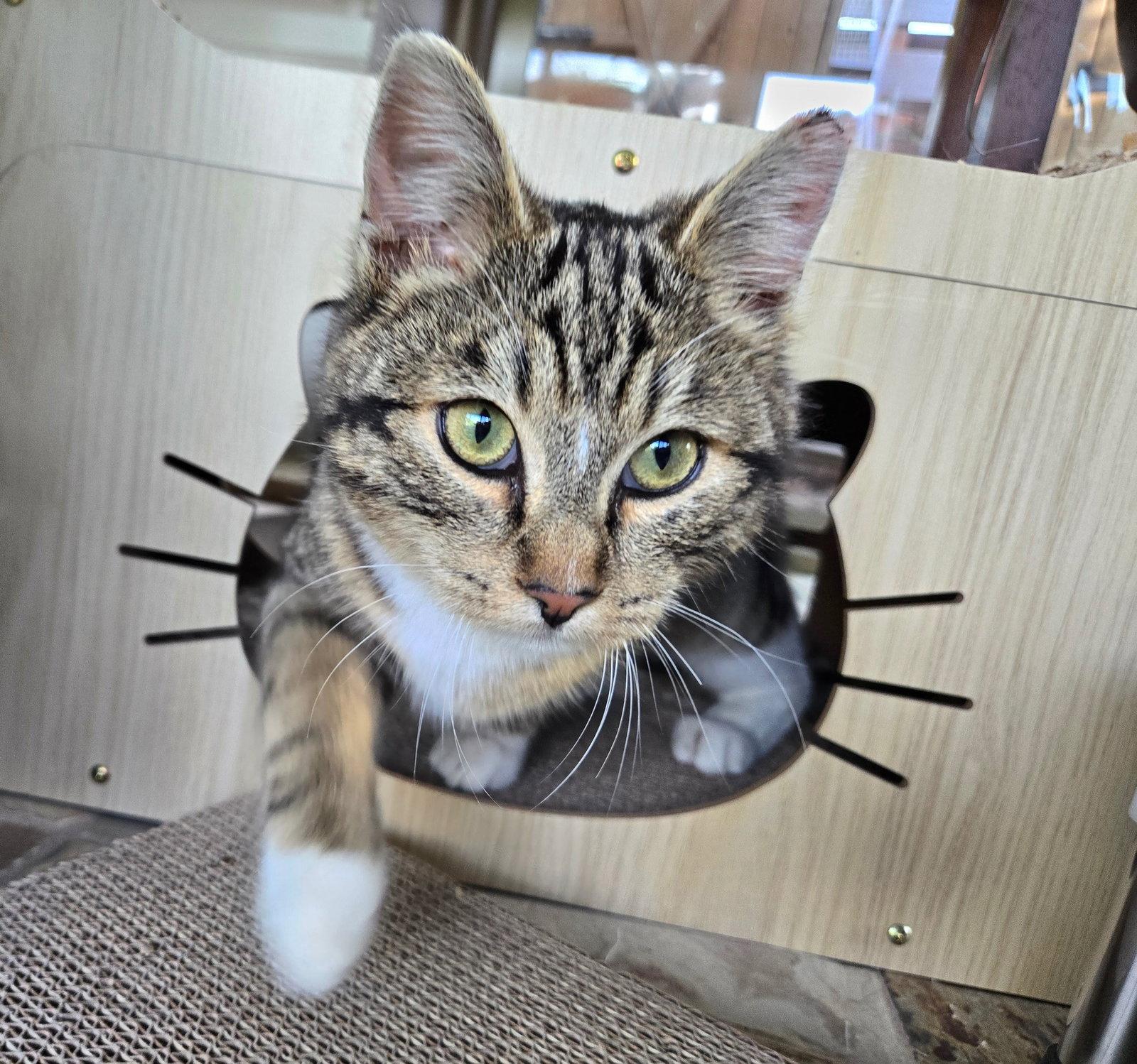 Enlarge Oliver, a Adopted Domestic Short Hair in Castro Valley, CA image 1/3