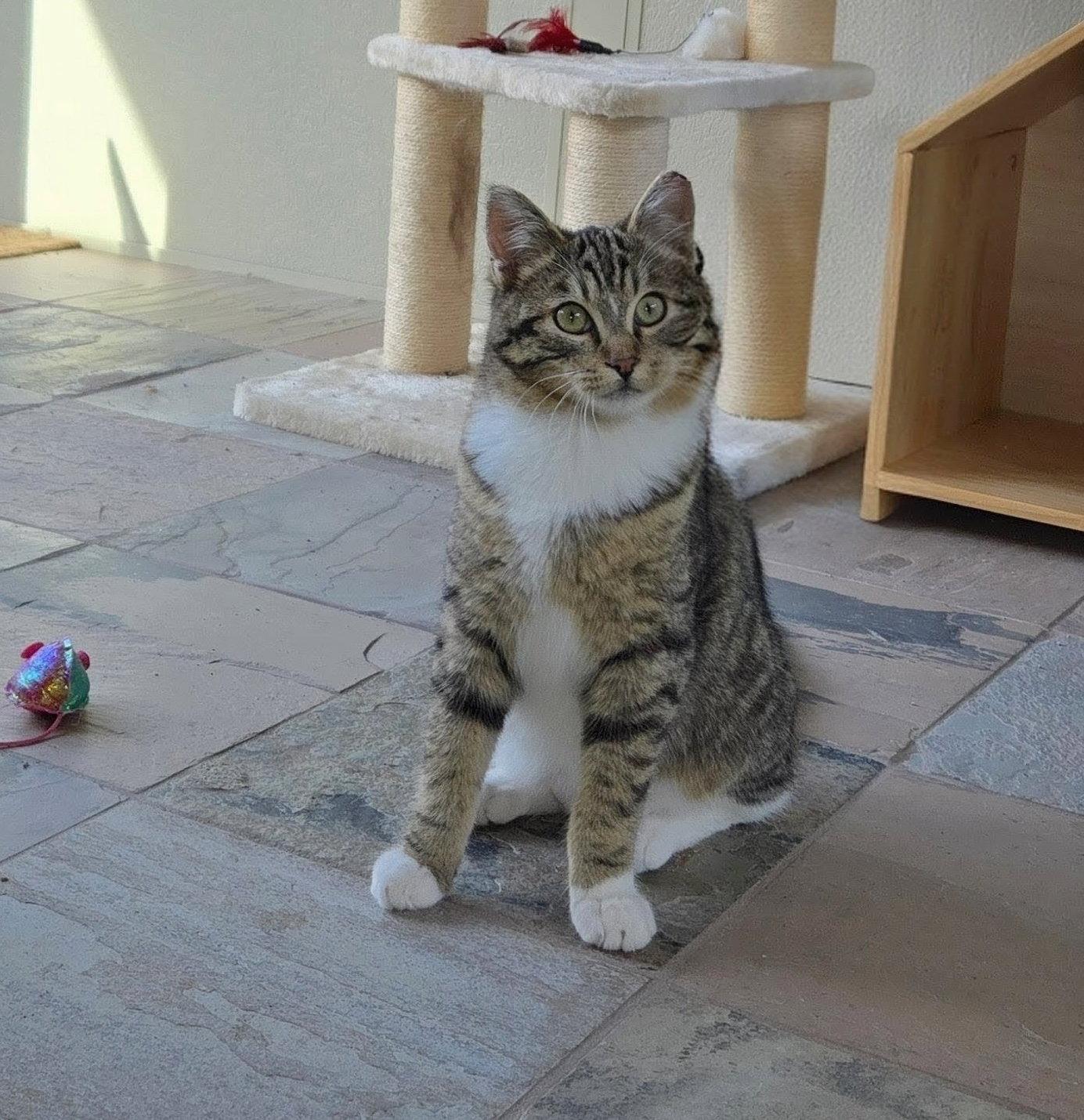 Enlarge Oliver, a Adopted Domestic Short Hair in Castro Valley, CA image 2/3
