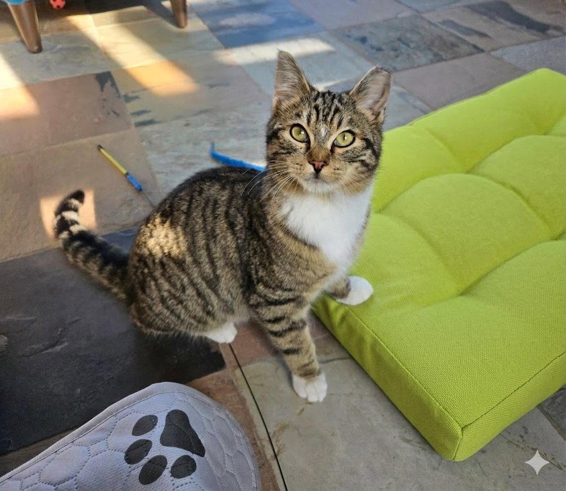 Enlarge Oliver, a Adopted Domestic Short Hair in Castro Valley, CA image 3/3