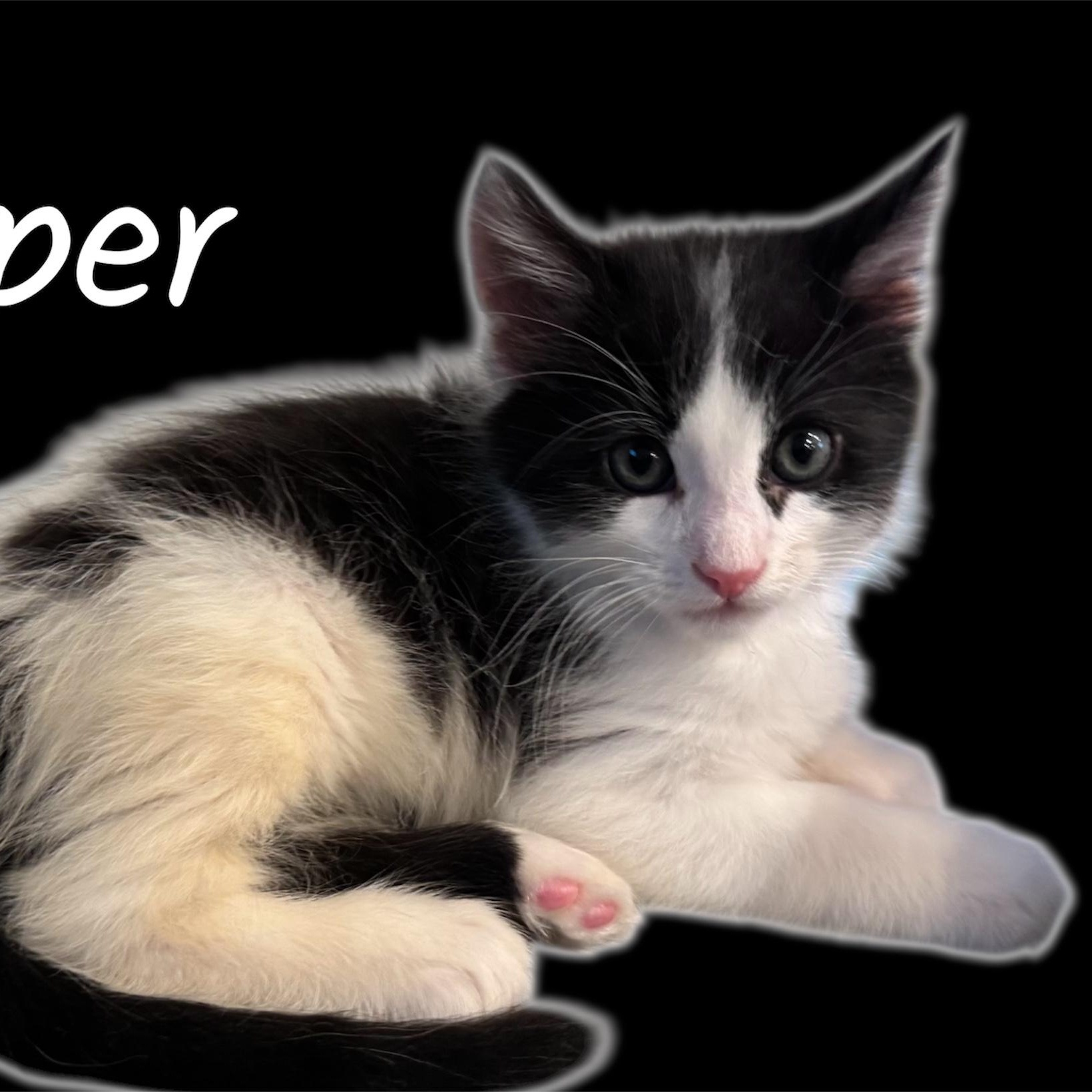Enlarge Pepper (Bonded with Pancake), a Adoptable Domestic Medium Hair in Auburn, CA image 1/1