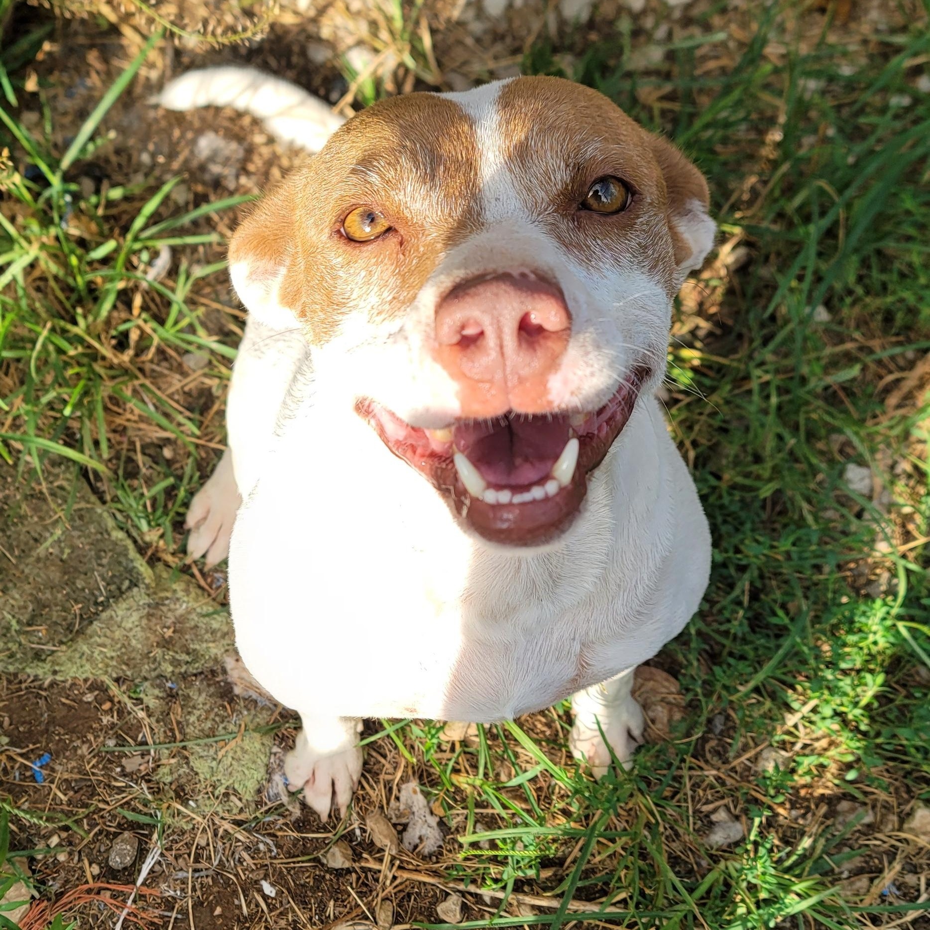 Tia, adopted, Adult Female Mixed Breed.