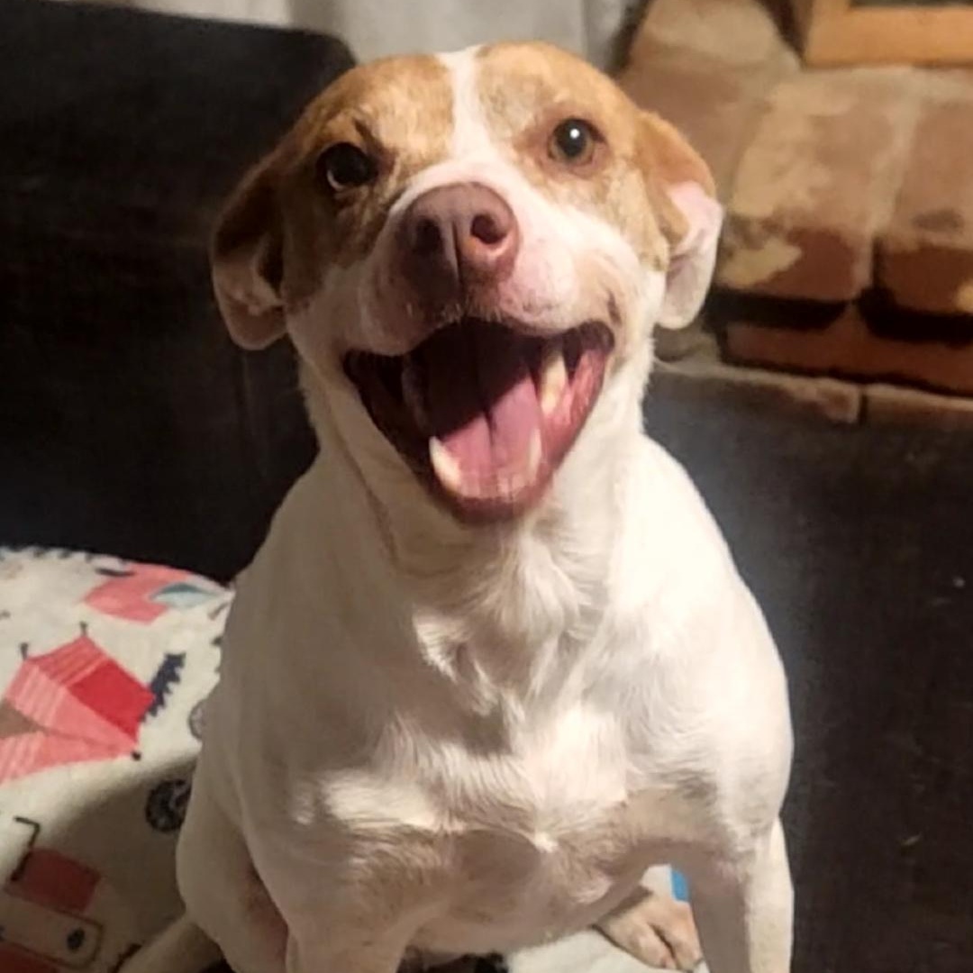 Enlarge Tia, an adopted Mixed Breed in Bella Vista, AR image 2/3