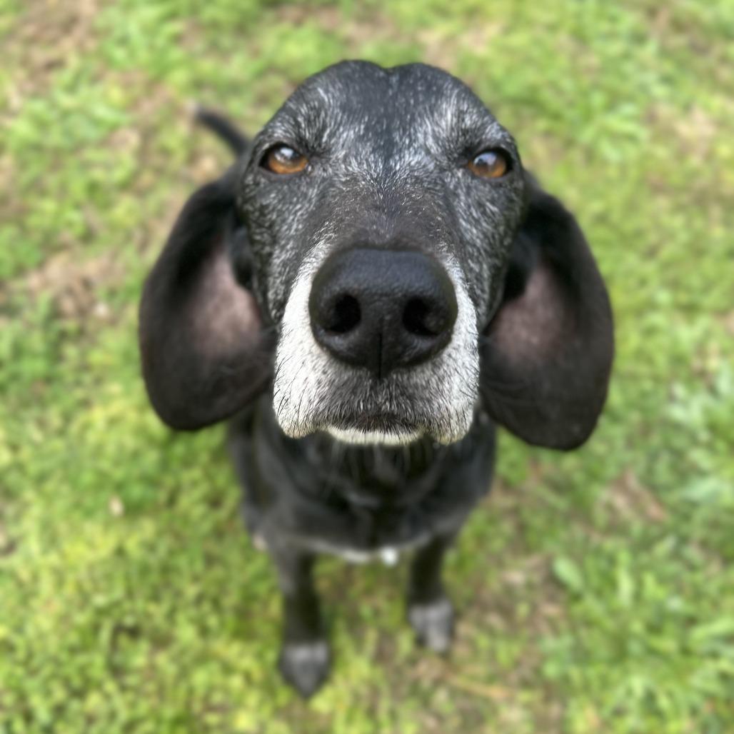 Bootleg, Adoptable, Senior Male Hound.