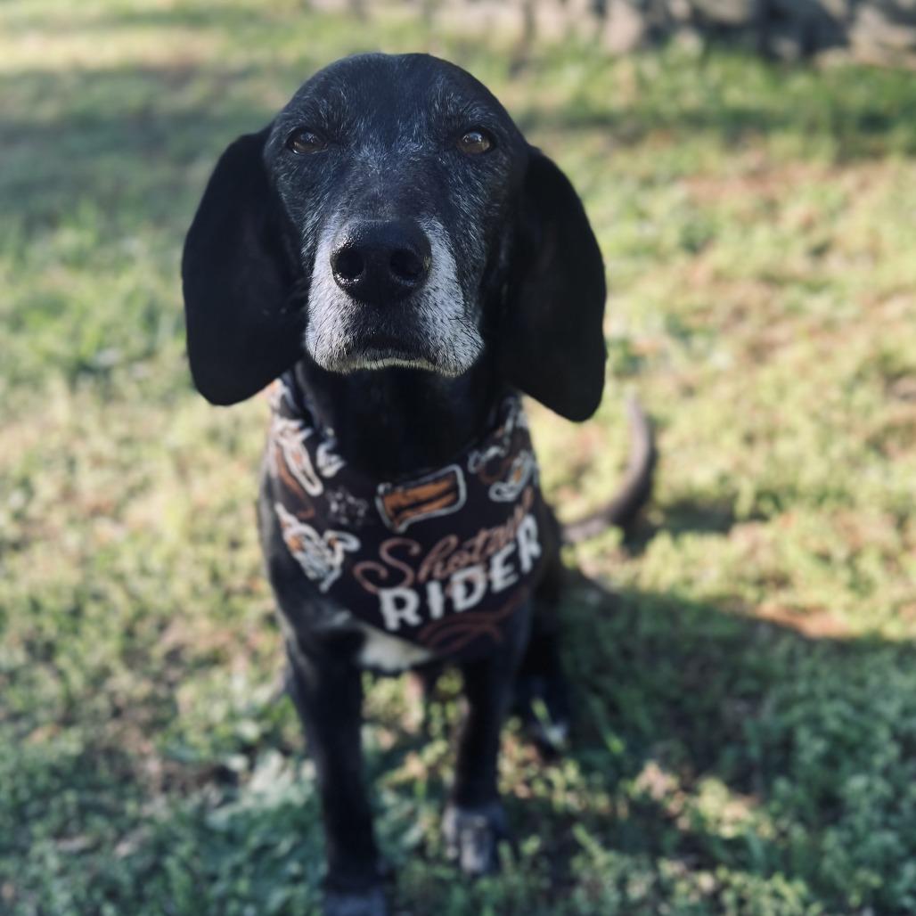 Enlarge Bootleg, a Adoptable Hound in Raleigh, NC image 2/6