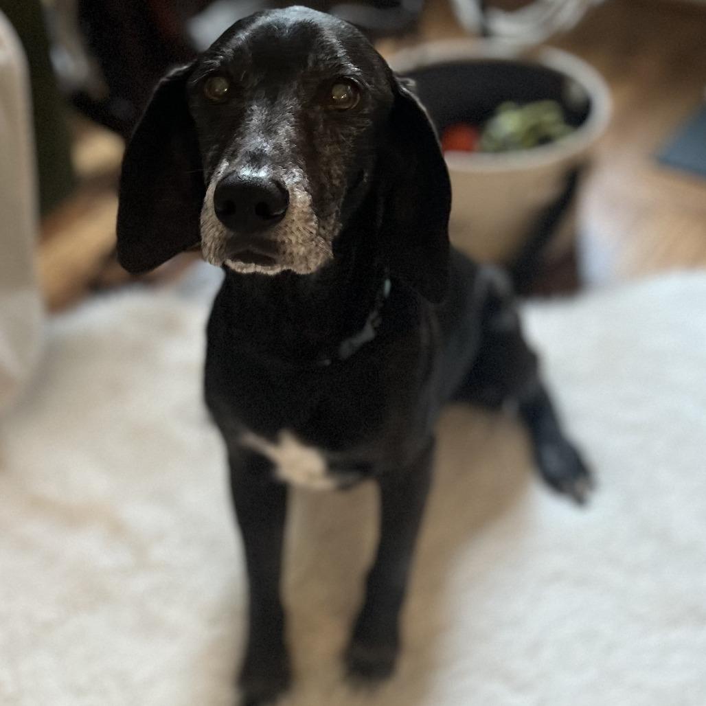 Enlarge Bootleg, a Adoptable Hound in Raleigh, NC image 3/6