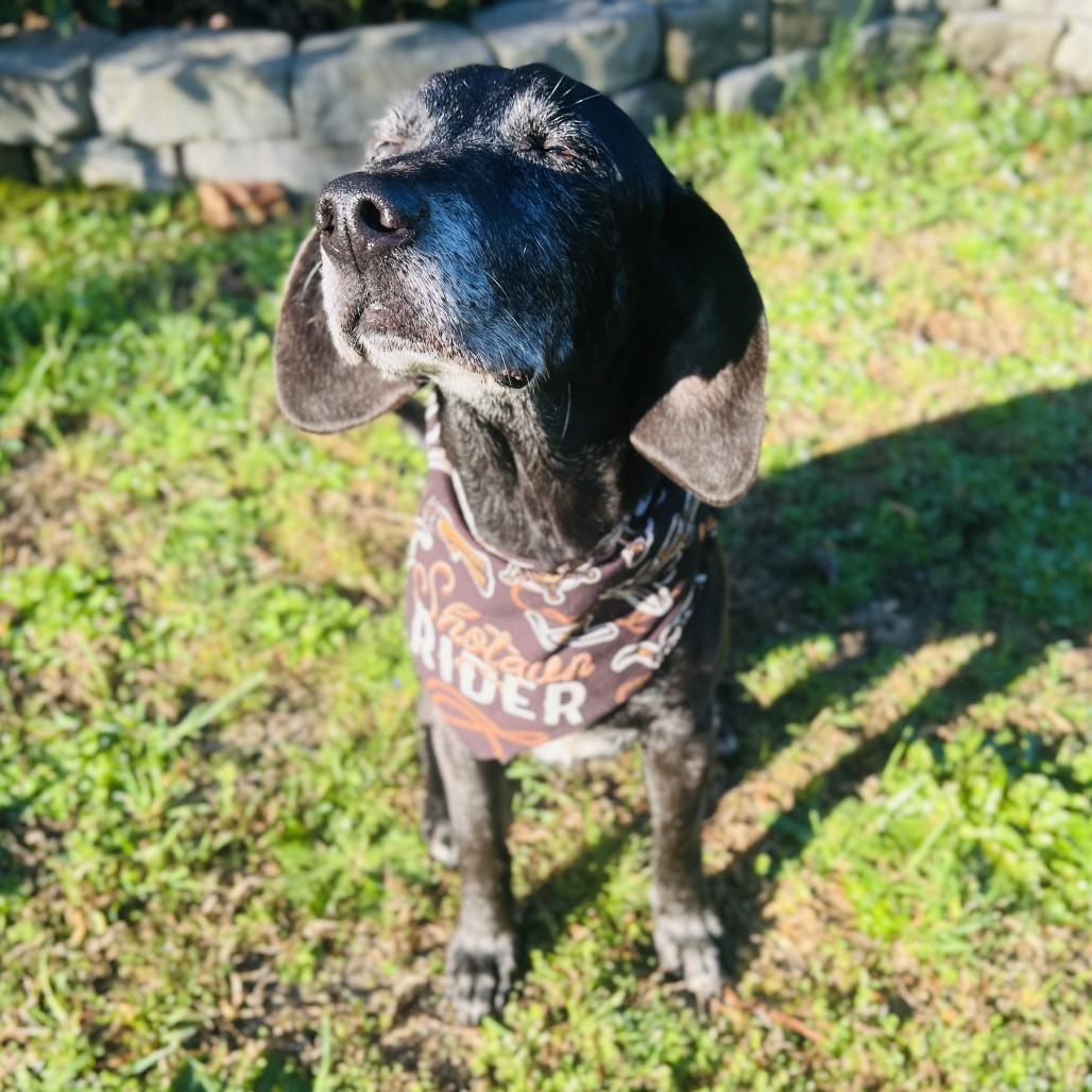 Enlarge Bootleg, a Adoptable Hound in Raleigh, NC image 4/6