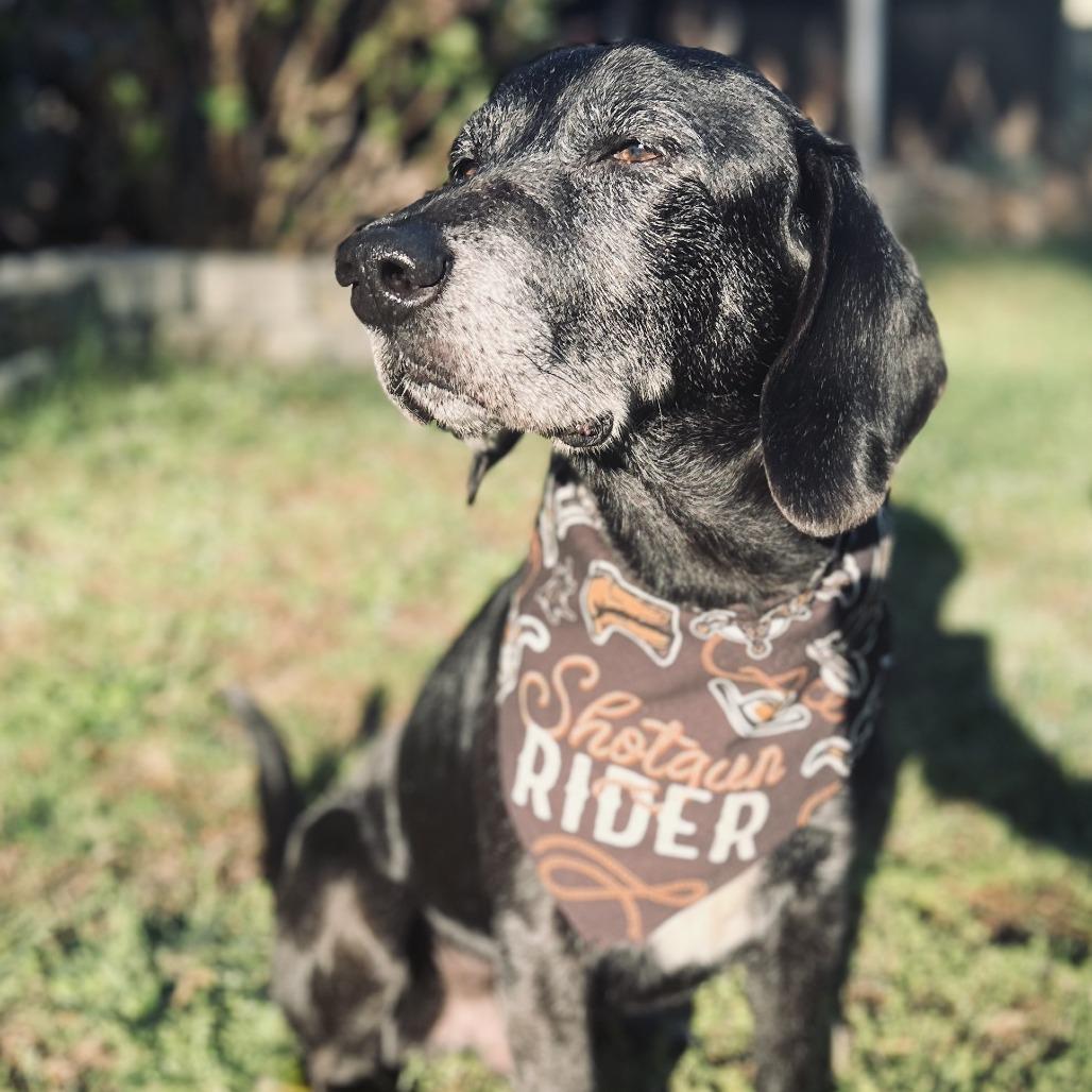 Enlarge Bootleg, a Adoptable Hound in Raleigh, NC image 5/6