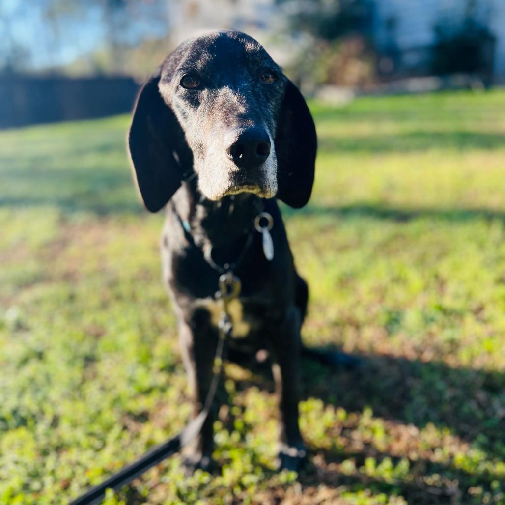 Enlarge Bootleg, a Adoptable Hound in Raleigh, NC image 6/6