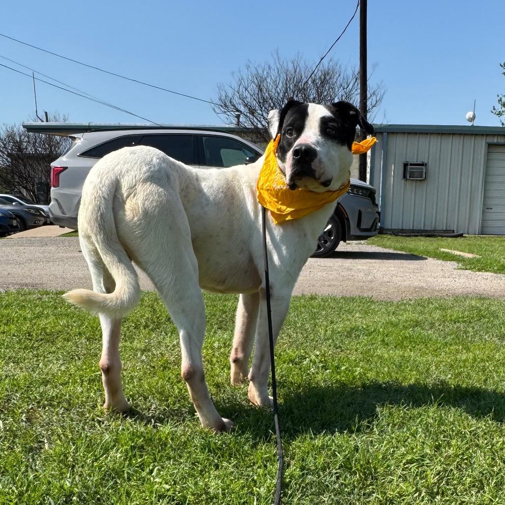 Enlarge Monza D46100_3, a Adoptable mixed breed in Corsicana, TX image 1/3