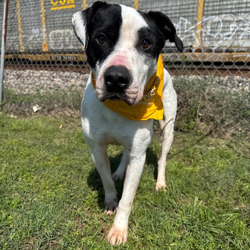 Enlarge Monza D46100_3, a Adoptable mixed breed in Corsicana, TX image 2/3