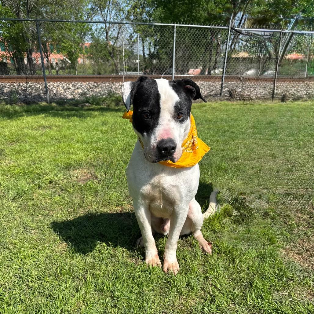 Enlarge Monza D46100_3, a Adoptable mixed breed in Corsicana, TX image 3/3