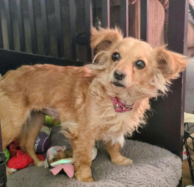 Fuzzy, Adopted, Adult Female Chihuahua.