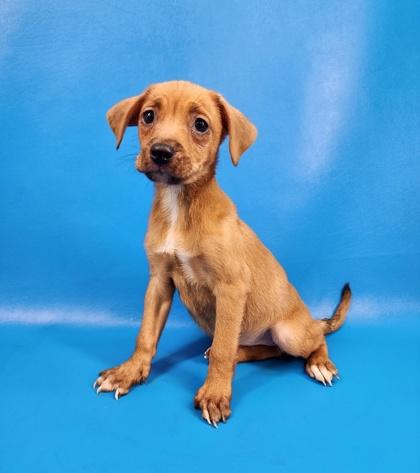 Enlarge Nann, a Adoptable mixed breed in Morton Grove, IL image 1/3