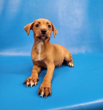 Nann, a Adoptable mixed breed in Morton Grove, IL image 2/2