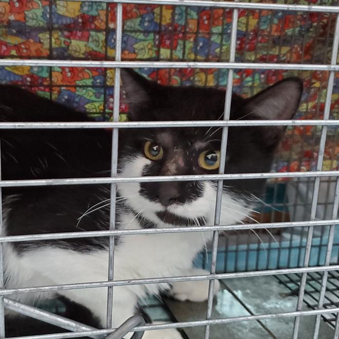 Flower, Adoptable, Adult Male Domestic Short Hair.