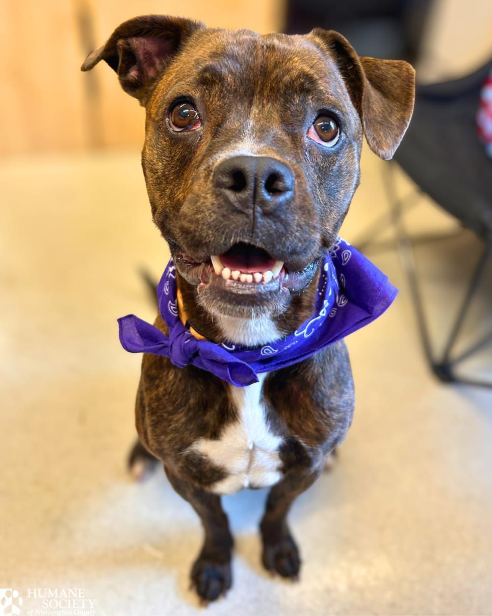 SAMANTHA, Adoptable, Young Female Pit Bull Terrier.