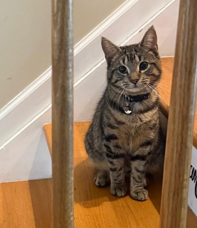 Enlarge Fitz, a Adoptable Domestic Short Hair in North Babylon, NY image 1/4