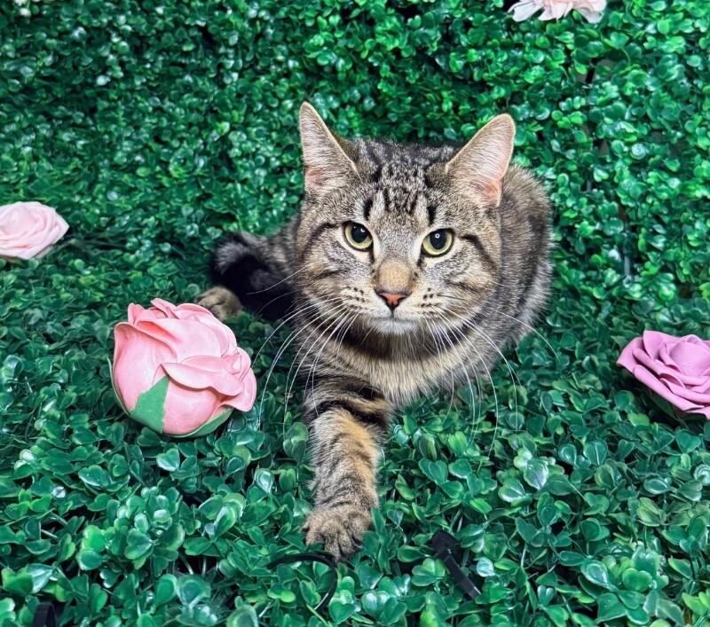 Enlarge Fitz, a Adoptable Domestic Short Hair in North Babylon, NY image 2/4