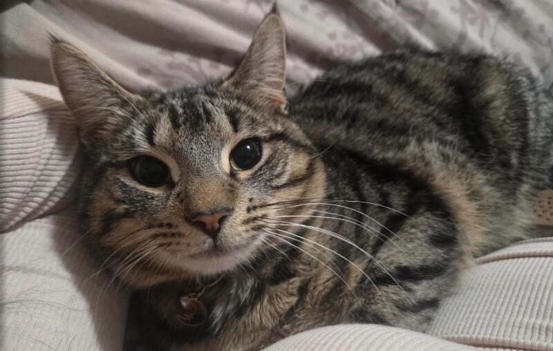 Enlarge Fitz, a Adoptable Domestic Short Hair in North Babylon, NY image 3/6