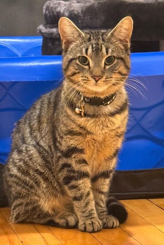 Enlarge Fitz, a Adoptable Domestic Short Hair in North Babylon, NY image 4/6