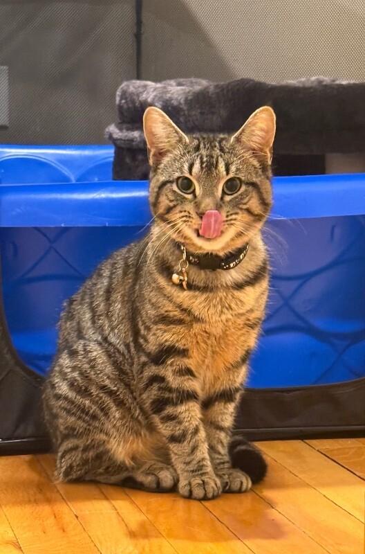 Enlarge Fitz, a Adoptable Domestic Short Hair in North Babylon, NY image 5/6