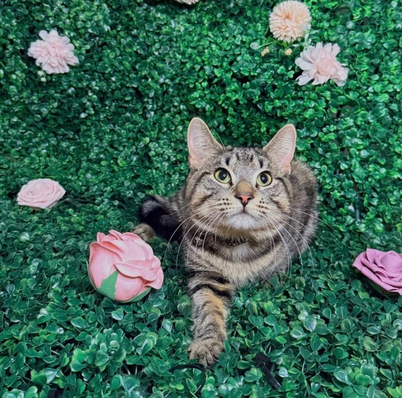 Enlarge Fitz, a Adoptable Domestic Short Hair in North Babylon, NY image 3/4