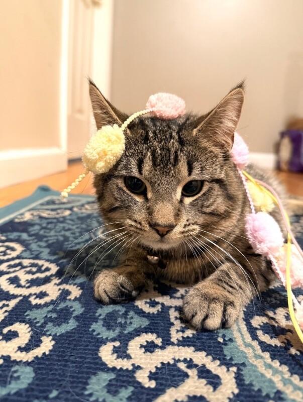 Enlarge Fitz, a Adoptable Domestic Short Hair in North Babylon, NY image 4/4