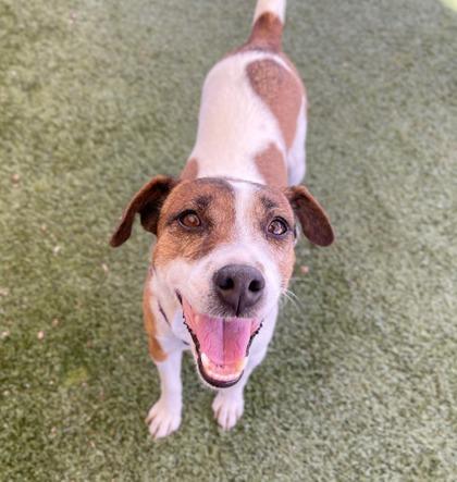 Ivory, Adoptable, Adult Female Parson Russell Terrier & Mixed Breed.