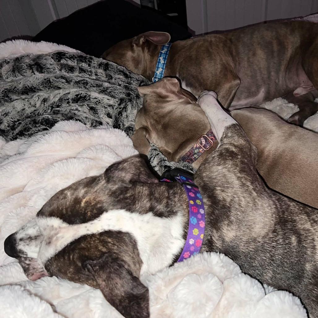 Ellie Mae, Adoptable, Adult Female Pit Bull Terrier & Mixed Breed.