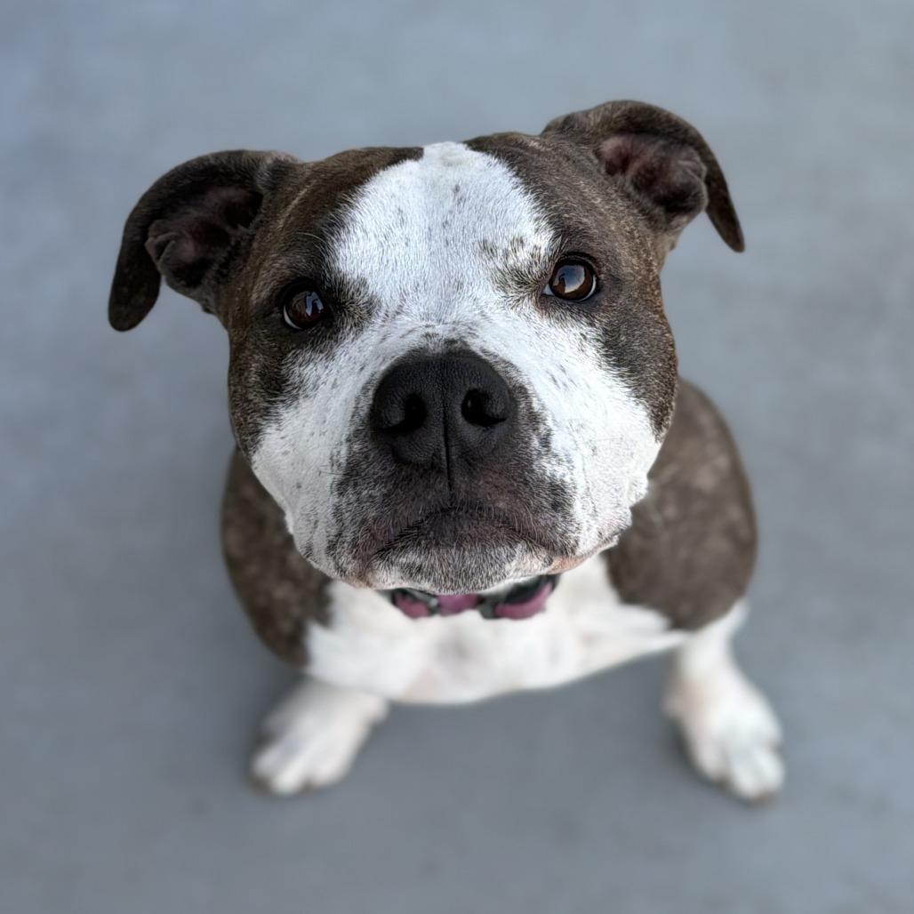 Enlarge Ellie Mae, a Adoptable mixed breed in Mead, WA image 2/6