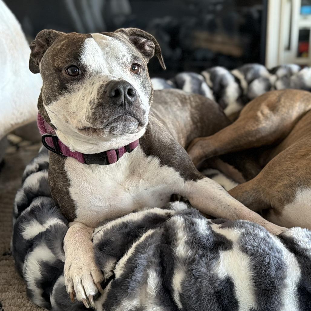 Enlarge Ellie Mae, a Adoptable mixed breed in Mead, WA image 3/6